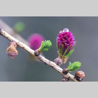 European larch, female flower | © Steiermark Tourismus | photo-austria.at