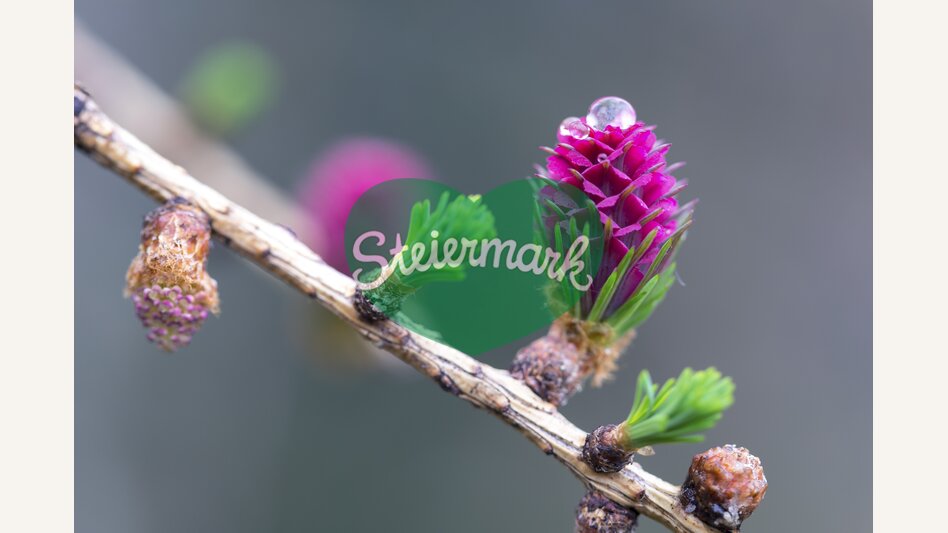 European larch, female flower | © Steiermark Tourismus | photo-austria.at