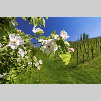 Spring in vineyards | © Steiermark Tourismus | Harry Schiffer