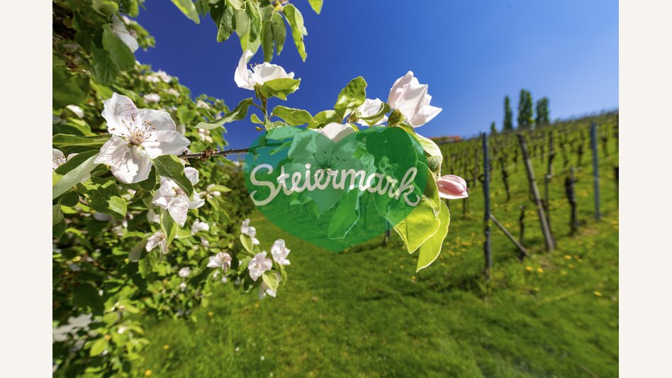 Spring in vineyards | © Steiermark Tourismus | Harry Schiffer