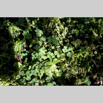 Shamrock | © Steiermark Tourismus | Tom Lamm
