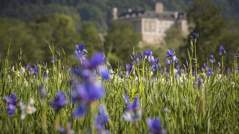 Iris mit Schloss Trautenfels | © Steiermark Tourismus | photo-austria.at