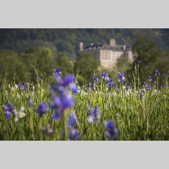 Iris with view to the Schloss Trautenfels | © Steiermark Tourismus | photo-austria.at
