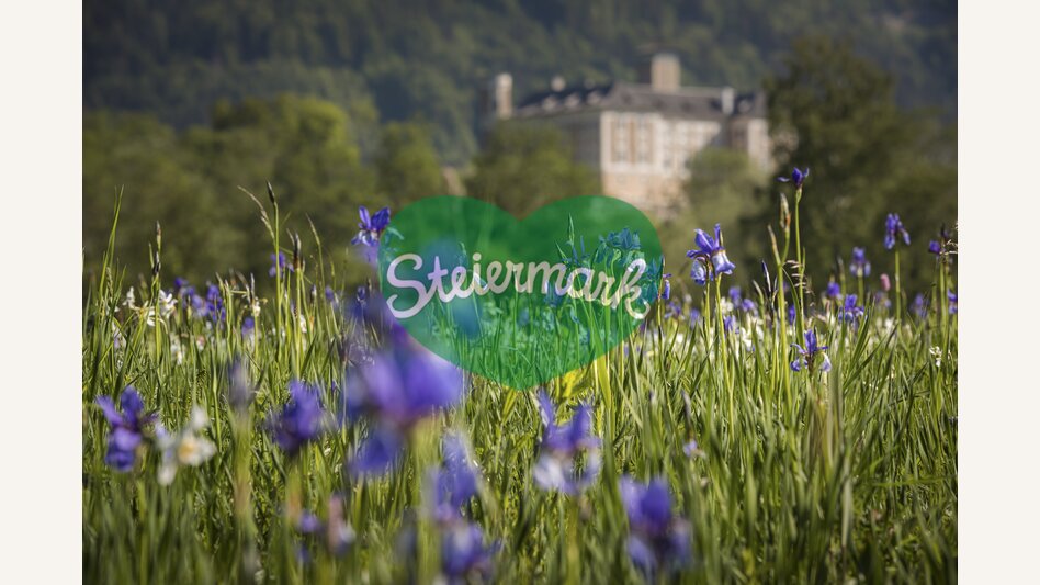 Iris with view to the Schloss Trautenfels | © Steiermark Tourismus | photo-austria.at