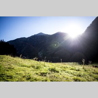 cow in the alps | © Steiermark Tourismus | Tom Lamm