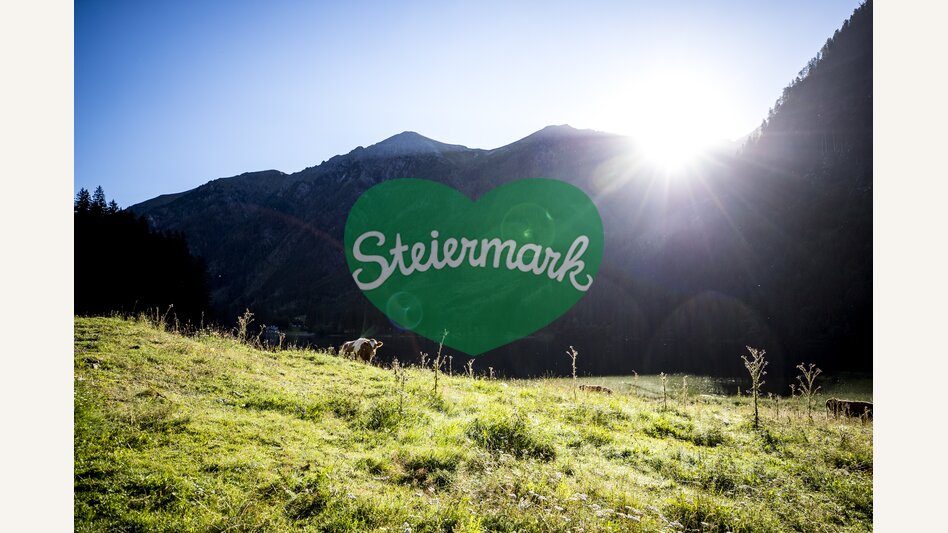 cow in the alps | © Steiermark Tourismus | Tom Lamm