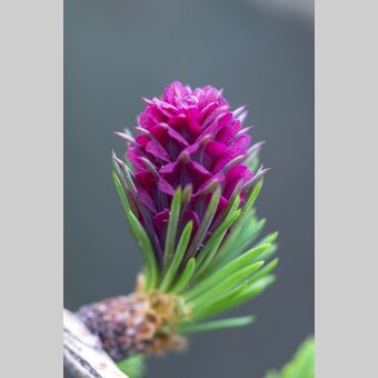 European larch, female flower | © Steiermark Tourismus | photo-austria.at