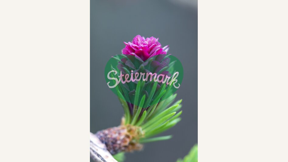 European larch, female flower | © Steiermark Tourismus | photo-austria.at