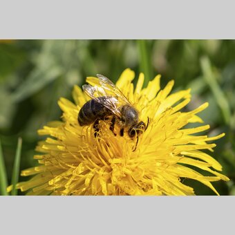 dandelion with a bee | © Steiermark Tourismus | Harry Schiffer