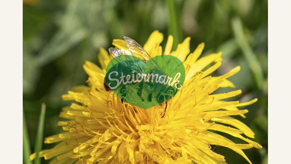 dandelion with a bee | © Steiermark Tourismus | Harry Schiffer