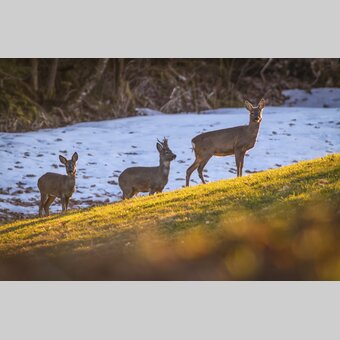 deer in Ramsau | © Steiermark Tourismus | photo-austria.at