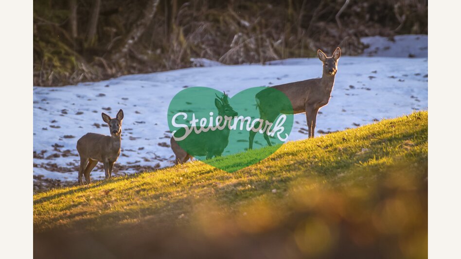 deer in Ramsau | © Steiermark Tourismus | photo-austria.at
