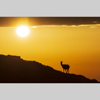 Gams auf der Hohen Veitsch | © STG | Volker Preusser