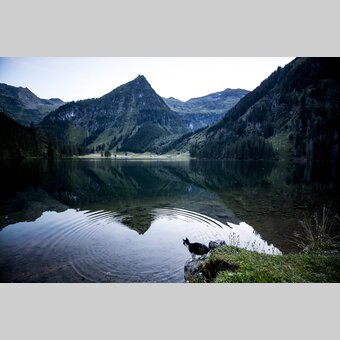 cat at Schwarzensee lake | © Steiermark Tourismus | Tom Lamm