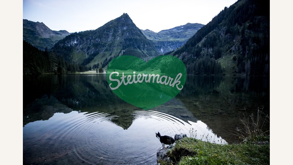 cat at Schwarzensee lake | © Steiermark Tourismus | Tom Lamm