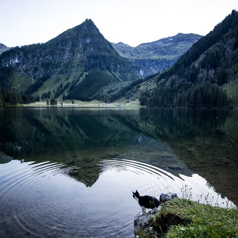 Katze am Schwarzensee | © STG | Tom Lamm