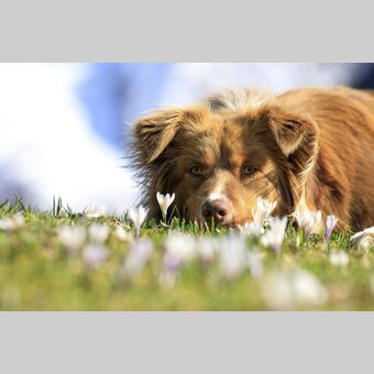 spring in the mountains: dog on a crocus meadow | © Steiermark Tourismus | photo-austria.at