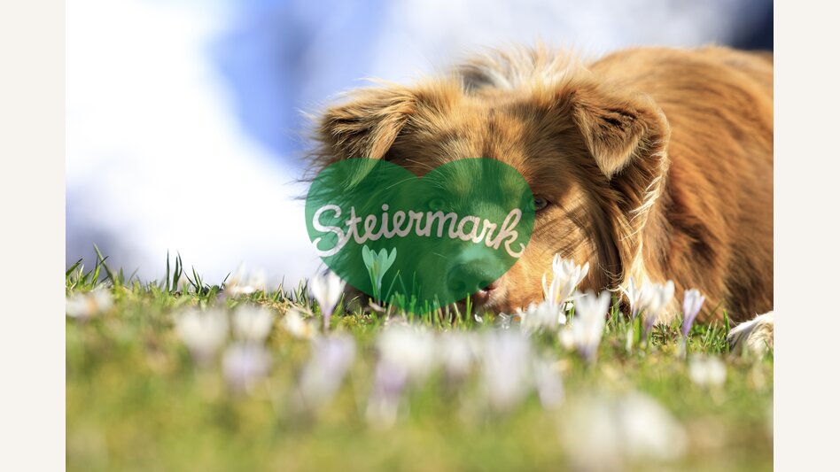 spring in the mountains: dog on a crocus meadow | © Steiermark Tourismus | photo-austria.at
