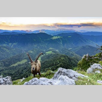 Alpensteinbock auf der Roten Wand/Teichalm mit Blick auf Grazer Bergland  | © Steiermark Tourismus | Volker Preusser