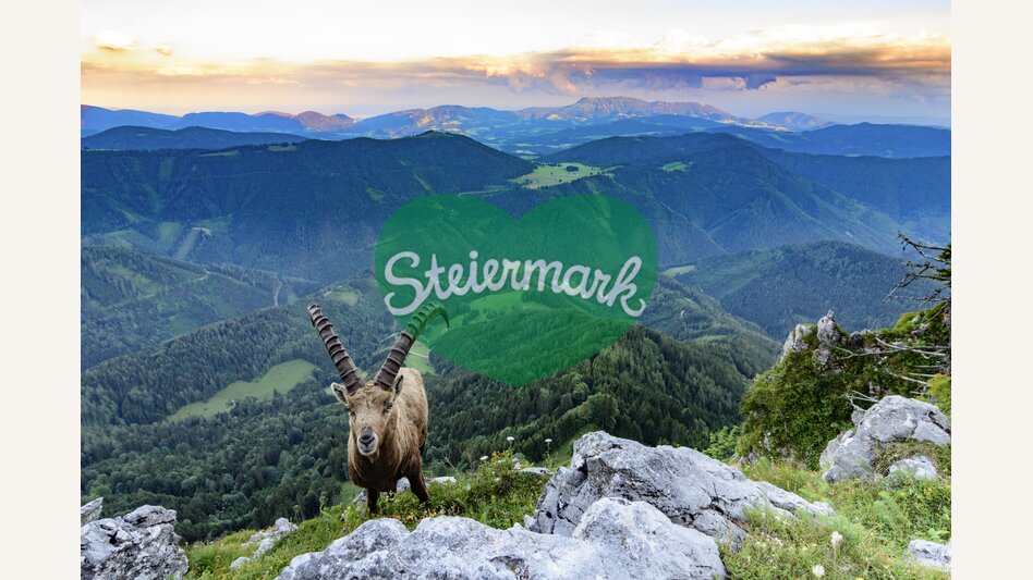 Alpensteinbock auf der Roten Wand/Teichalm mit Blick auf Grazer Bergland  | © Steiermark Tourismus | Volker Preusser