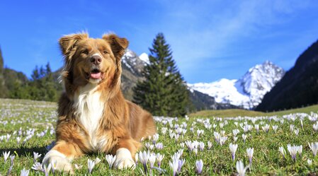 Bergfrühling: Hund auf Krokuswiese | © Steiermark Tourismus | photo-austria.at | Test Rechteanmerkung