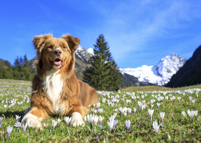spring in the mountains: dog on a crocus meadow | © Steiermark Tourismus | photo-austria.at