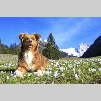 spring in the mountains: dog on a crocus meadow | © Steiermark Tourismus | photo-austria.at