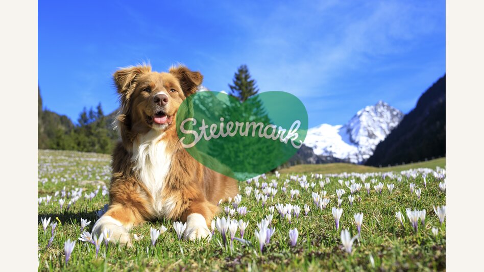 spring in the mountains: dog on a crocus meadow | © Steiermark Tourismus | photo-austria.at