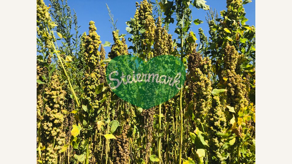 Quinoa at the Mur cycling path near Halbenrain | © Steiermark Tourismus | Ute Hödl