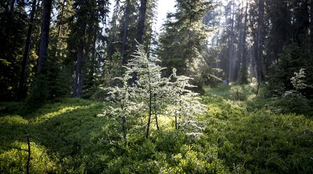 Grün als natürlicher Kraftspender | © Steiermark Tourismus | Tom Lamm