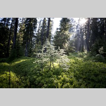 Green power | © Steiermark Tourismus | Tom Lamm