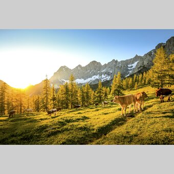 cattle on the Brandriedl with view to the Dachstein (Ramsau am Dachstein) | © Steiermark Tourismus | photo-austria.at