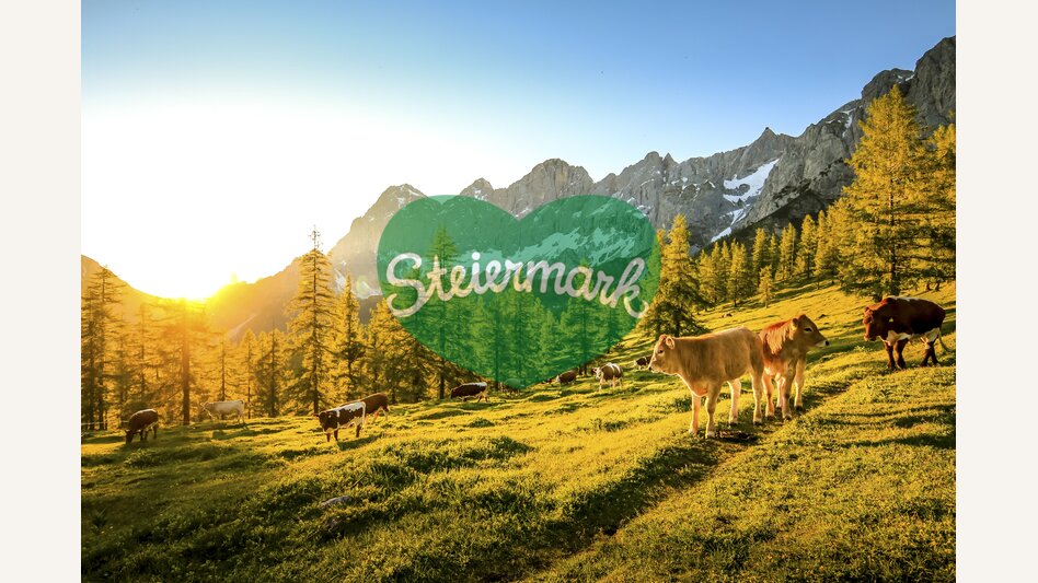 cattle on the Brandriedl with view to the Dachstein (Ramsau am Dachstein) | © Steiermark Tourismus | photo-austria.at