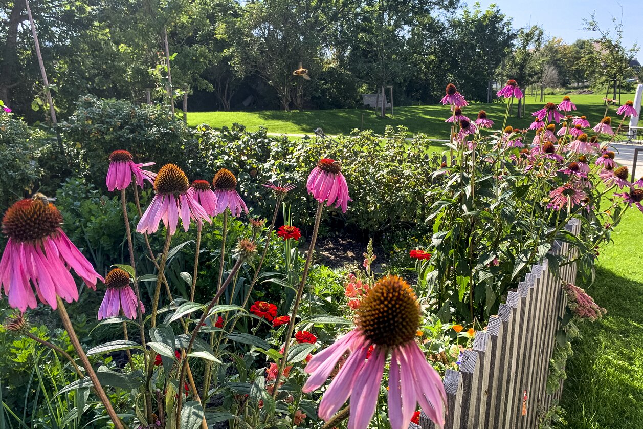 Garten mit rotem Sonnenhut | © STG | Stephanie Renner