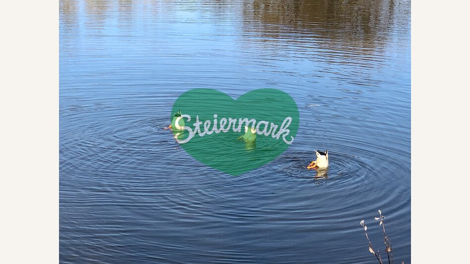 Ducks in the Mur | © Steiermark Tourismus | Ute Hödl