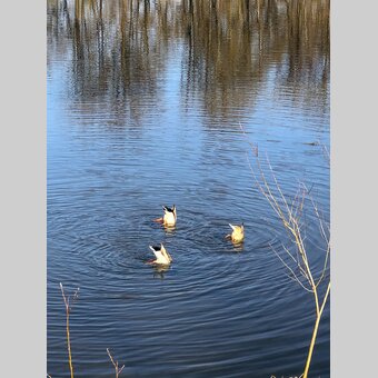 Ducks in the Mur | © Steiermark Tourismus | Ute Hödl