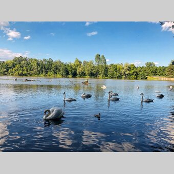 Swans at the reservoir Altgralla | © Steiermark Tourismus | Ute Hödl