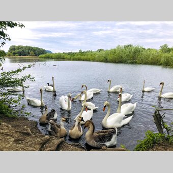 Swans at the reservoir Altgralla | © Steiermark Tourismus | Ute Hödl