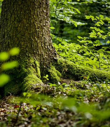 Lush green forests in the Green Heart of Austria | © Steiermark Tourismus | Manfred Polansky