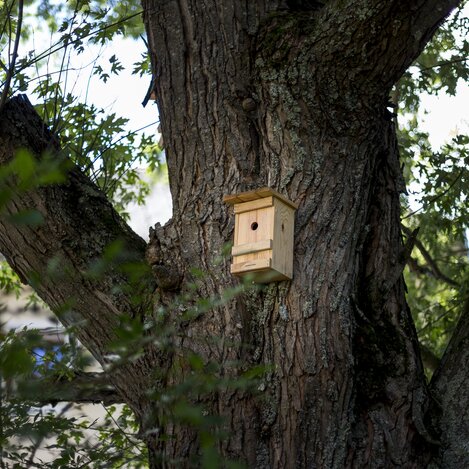 Baum mit Vogelhaus | © STG | Tom Lamm