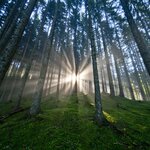 Die Steiermark - Das Grüne Herz Österreichs im UNO-Jahr der Wälder