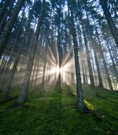 Die Steiermark - Das Grüne Herz Österreichs im UNO-Jahr der Wälder | © STG | Tom Lamm | Nur für Pressezwecke!
