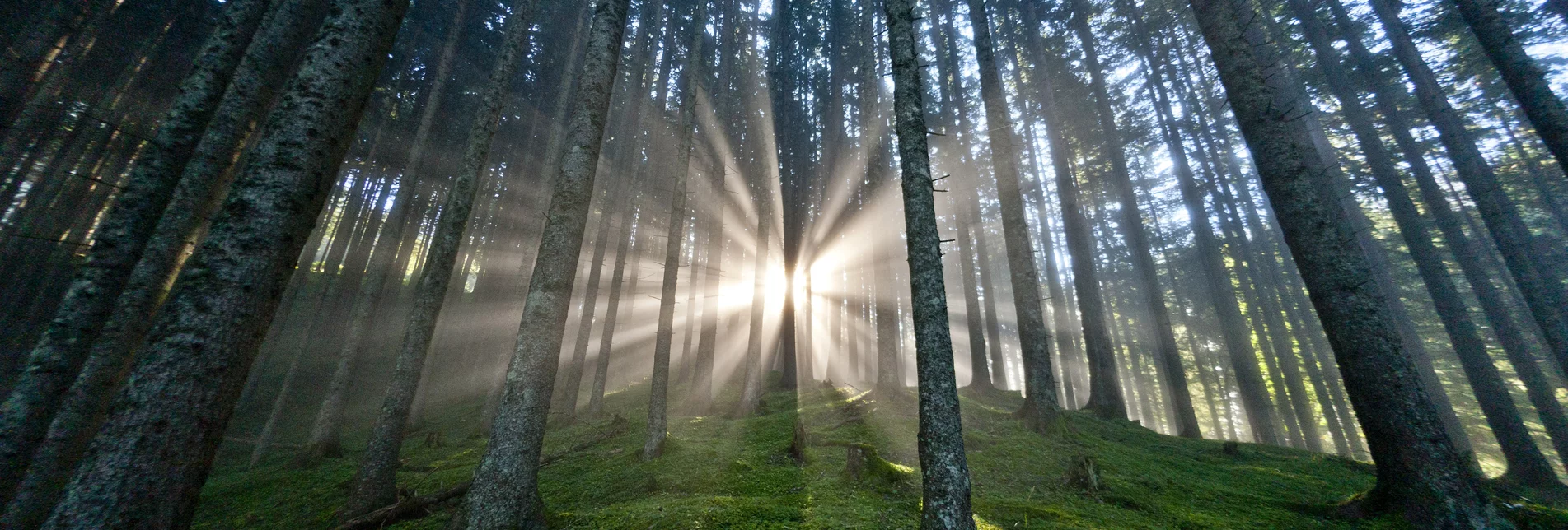 Die Steiermark - Das Grüne Herz Österreichs im UNO-Jahr der Wälder | © STG | Tom Lamm | Nur für Pressezwecke!
