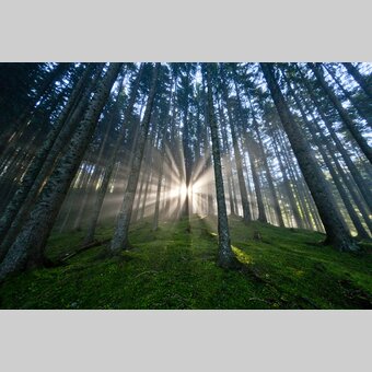 Die Steiermark - Das Grüne Herz Österreichs im UNO-Jahr der Wälder | © STG | Tom Lamm | Nur für Pressezwecke!

