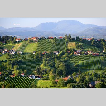Schilcherweinstraße | © Steiermark Tourismus | Harry Schiffer