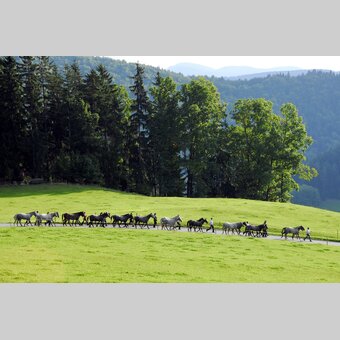 Almabtrieb Lipizzaner | © Steiermark Tourismus | Gery Wolf