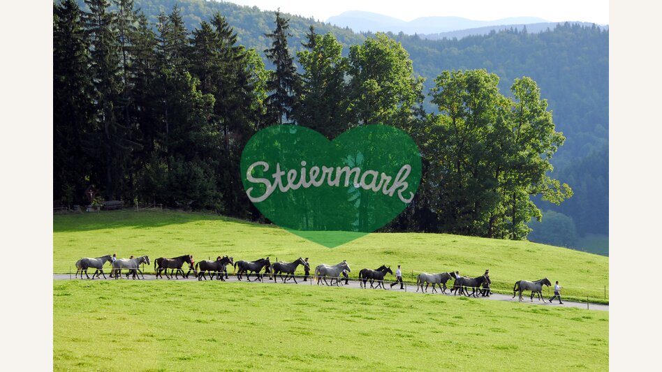 Almabtrieb Lipizzaner | © Steiermark Tourismus | Gery Wolf