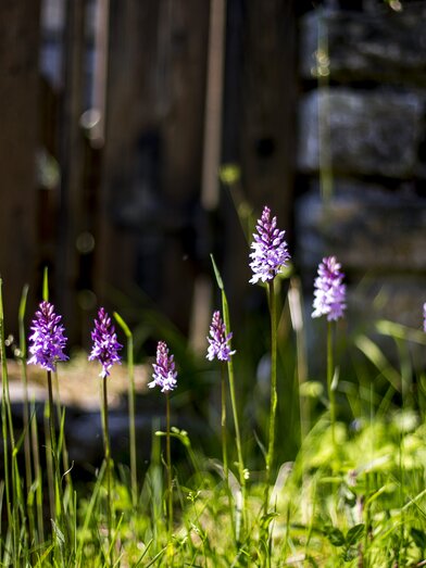 Frühlingsstimmung im Naturpark Mürzer Oberland | © TV Hochsteiermark | Tom Lamm
