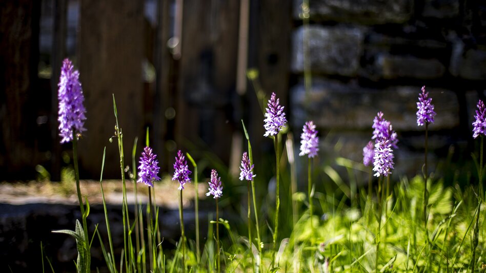 Frühlingsstimmung im Naturpark Mürzer Oberland