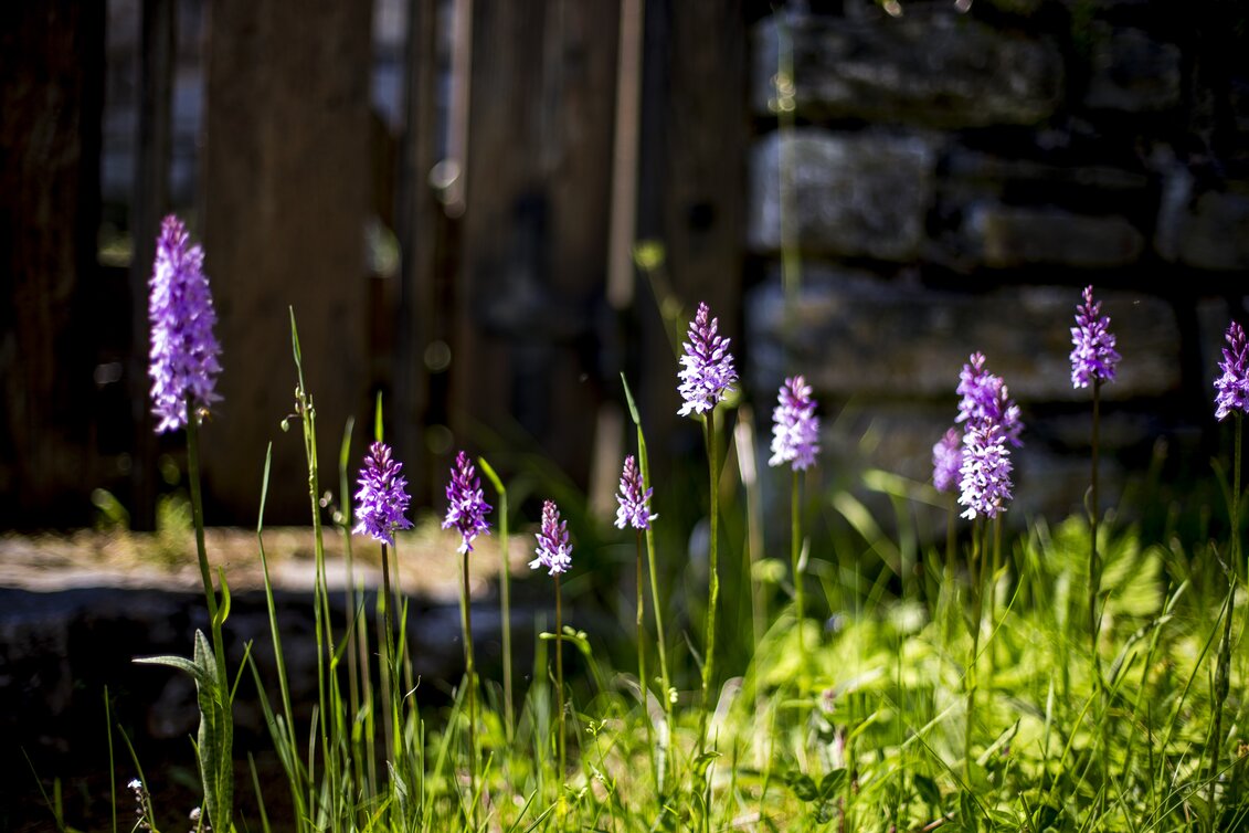 PackageSommerfrische im Naturpark Mürzer Oberland - Natur und Kultur in der Hochsteiermark